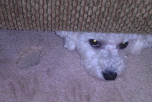 Baltimore carpet repair, carpet repair Baltimore, carpet repair 21224, 21224 carpet repair, carpet cleaner in Baltimore, carpet cleaner 21224, carpet stretching 21224, Baltimore carpet stretching, stair repair Baltimore, cheap carpet , painters Baltimore, Baltimore cheap carpet, re carpet steps Baltimore, repair carpet Baltimore, carpet stretching, carpet repair, carpet cleaning, Baltimore carpet stretching, carpet repair, carpet cleaning, carpet stretching, carpet remnants, carpet remnants Baltimore,